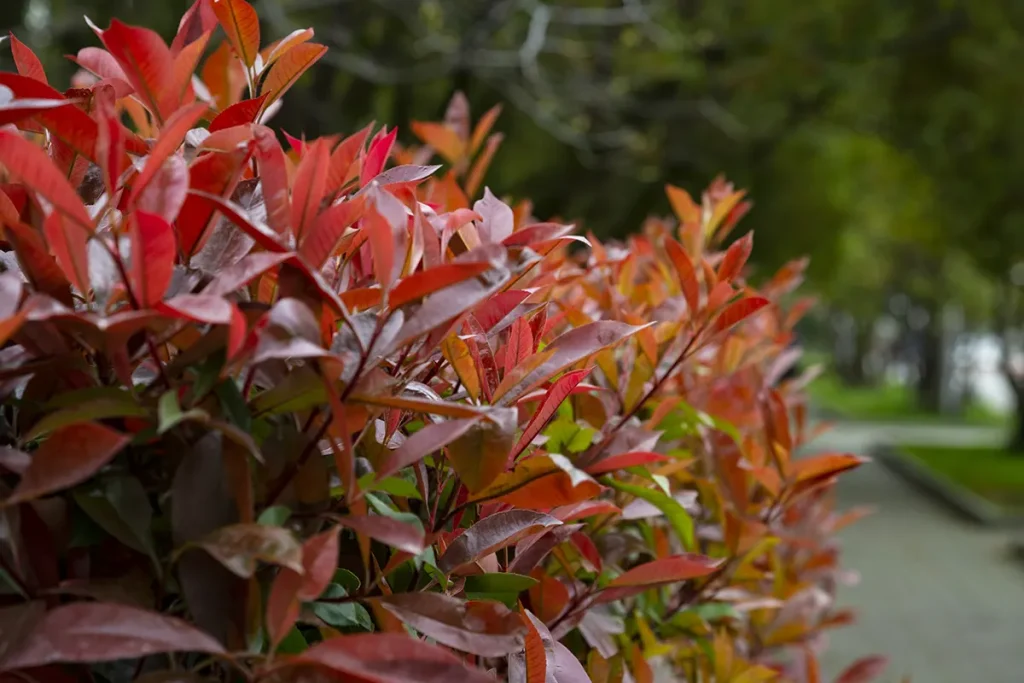 zoom sur feuillage rouge d'une haie de photinia red robin