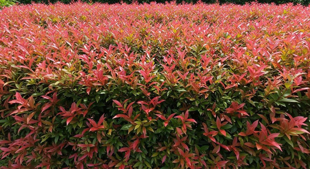 Zoom sur feuilles rouges d'un photinia taillé